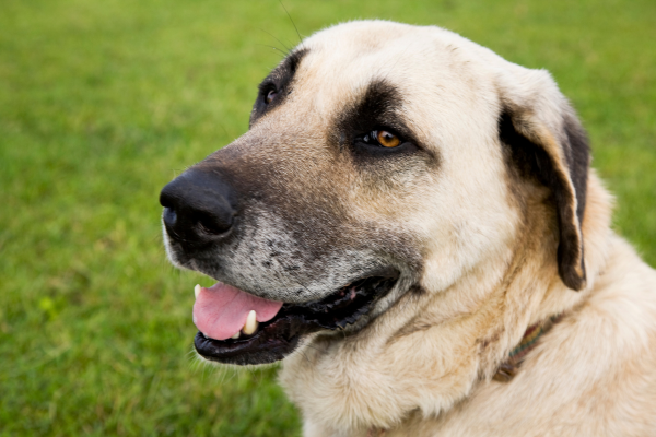 Kangal (Anatolský pastevecký pes) s typickou černou maskou 